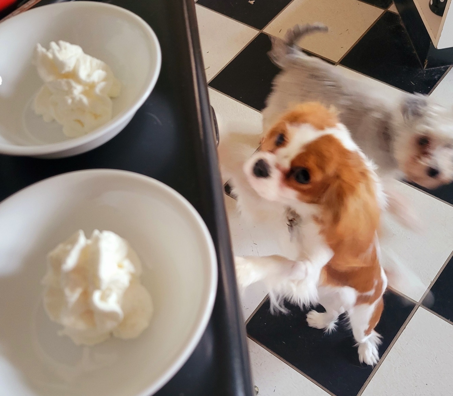 2025-02-01 IceCream for breakfast dogs.jpg